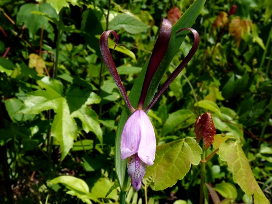 {Cleistesiopsis oricamporum}